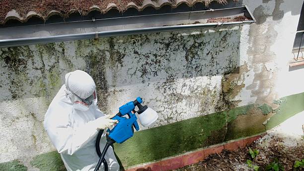 Top rated local Mold Inspection specialists in Severn, MD